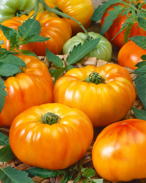 Tomatoe 'Chef's Choice Orange'