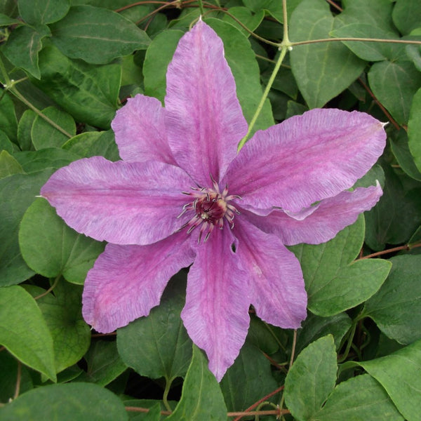 Clematis 'Sympatia' (NEW)