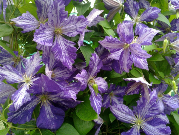 Clematis 'The Dye' (NEW)