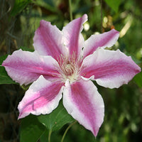 Clematis 'Scartho Gem' (NEW)