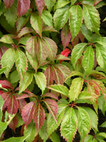 Parthenocissus Quinquefolia (NEW)