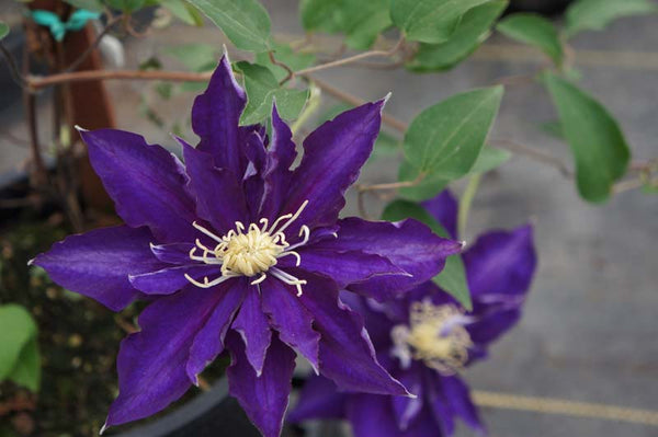 Clematis 'Haku Okan' (NEW)