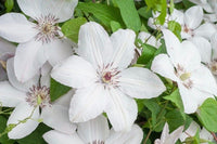 Clematis 'John Paul ii' (NEW)