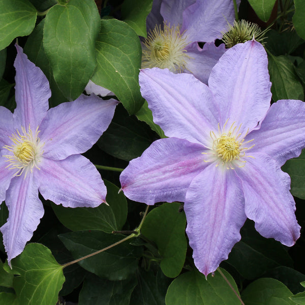 Clematis Vancouver ™ 'Sea Breeze' (NEW)