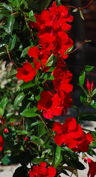 Mandevilla Assorted (NEW)