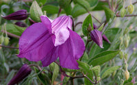 Clematis Pamiat 'Serdtsa' (NEW)