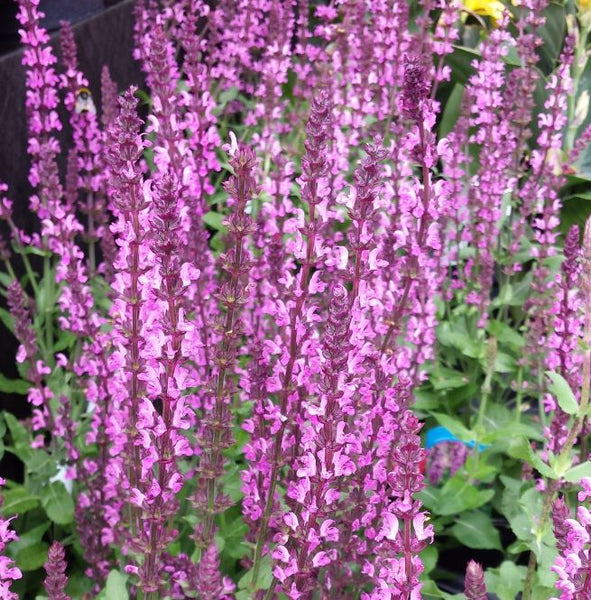 Salvia 'Rose Queen'