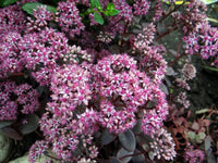 Sedum 'Cherry Tart'