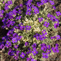 Aubrieta 'Silverrand' (Silberrand')