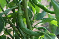 Cayenne Long Thing Pepper