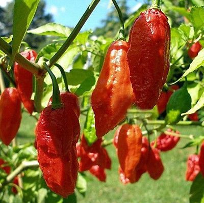 Ghost Chile Pepper (NEW)