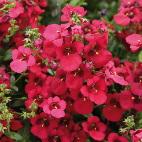 Diascia Red