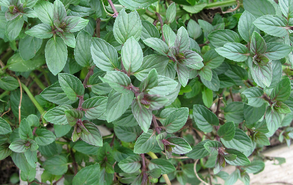 Mint 'Chocolate'