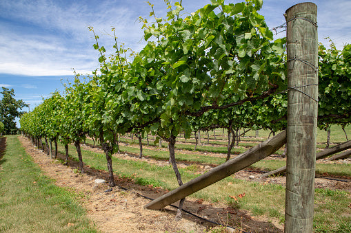 Grapes with Trellis