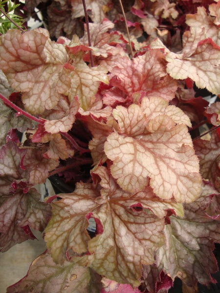 Heuchera 'Carnival Peach Parfait'