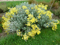 Senecio greyii