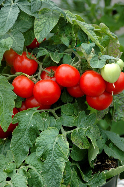 Tomatoe 'Patio'