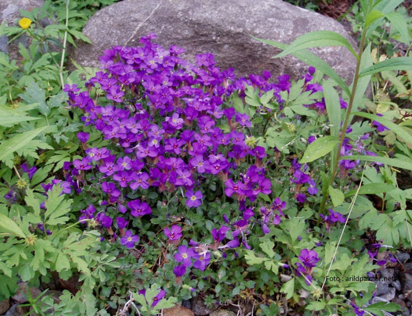 Aubrieta 'Blaumeise'