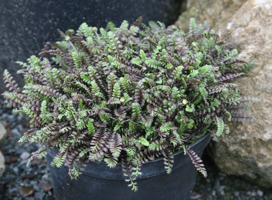 Leptinella 'Platt's Black'