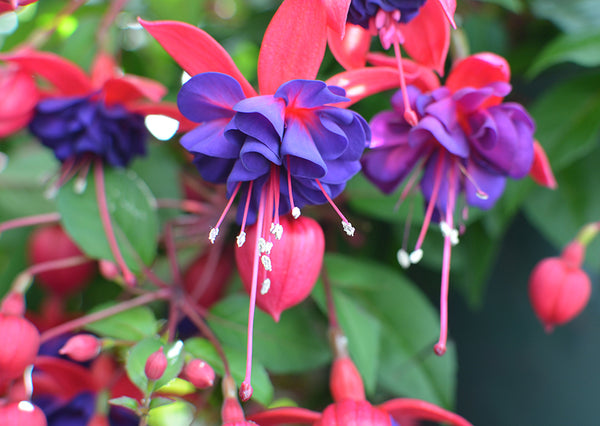 Fuchsia Blue Eyes