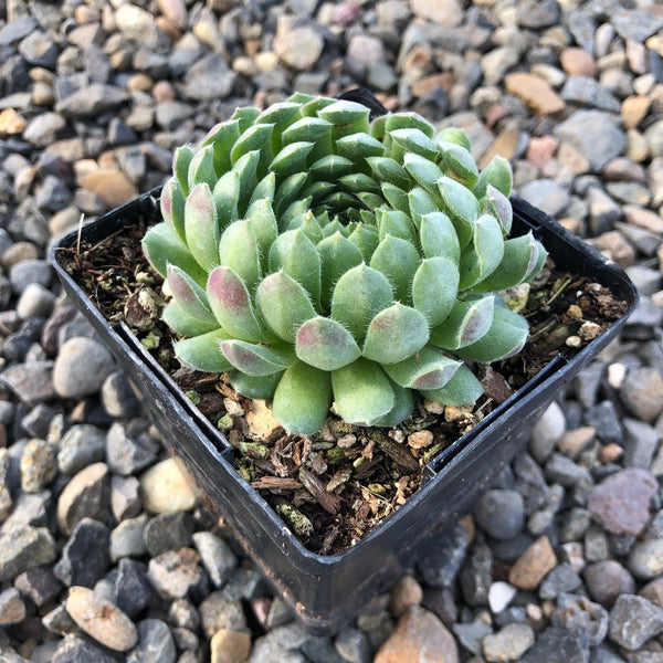 Sempervivum 'Spring Beauty'