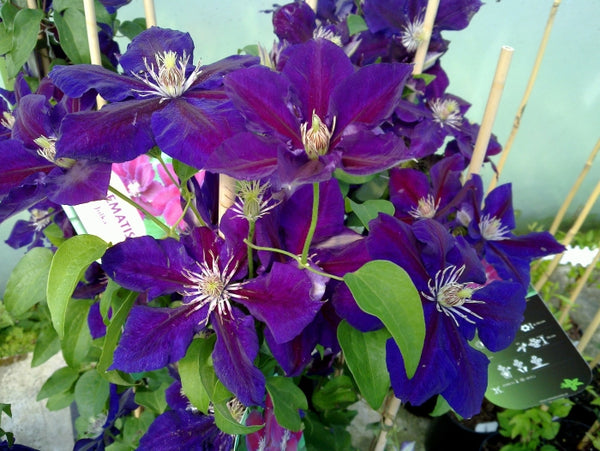 Clematis 'Julka' (NEW)