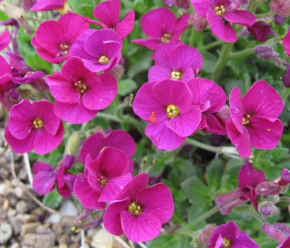 Aubrieta 'Gloria'