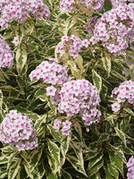 Phlox paniculata 'Nora Leigh'