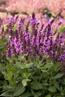 Salvia 'Rose Marvel'