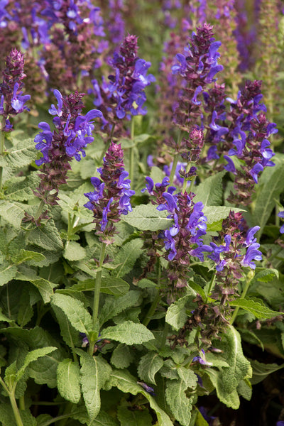 Salvia 'Blue Marvel'