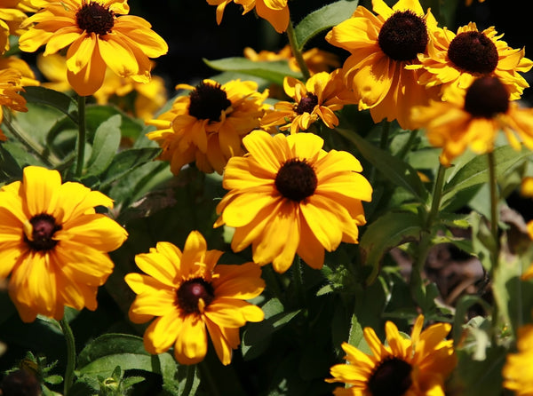 Rudbeckia h. 'Goldilocks'