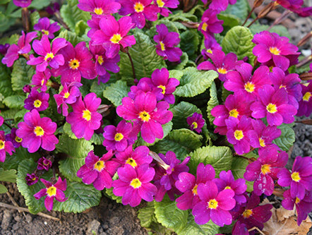 Primula 'Wanda'