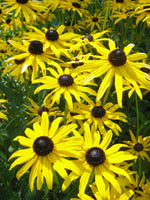 Rudbeckia fulgida var. fulgida