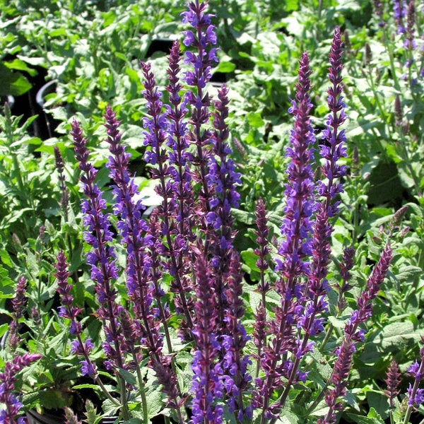 Salvia 'Blue Queen'