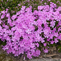 Phlox subulata 'Emerald Pink'