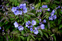 Polemonium 'Heaven Scent'