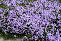 Phlox subulata 'Emerald Blue'