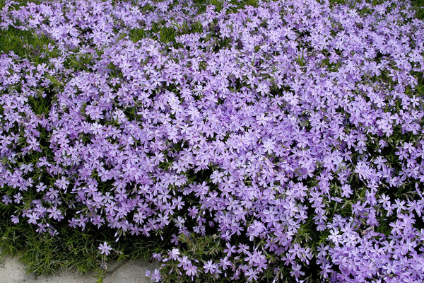 Phlox subulata 'Emerald Blue'