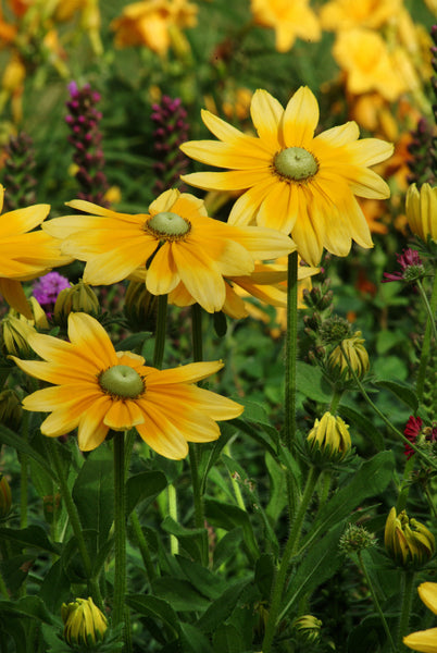 Rudbeckia h. 'Irish Eyes'