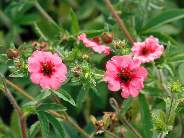 Potentilla 'Miss Willmott'