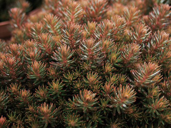 Sedum 'Chocolate Ball'