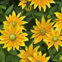 Rudbeckia h. 'Prairie Sun'