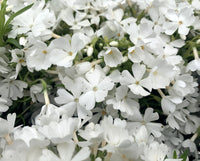 Phlox subulata 'Emerald White'